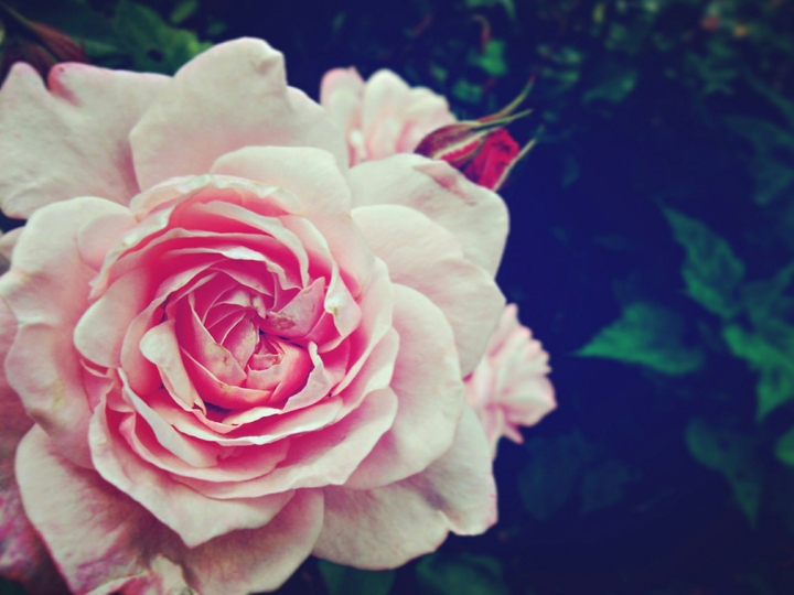 rose...