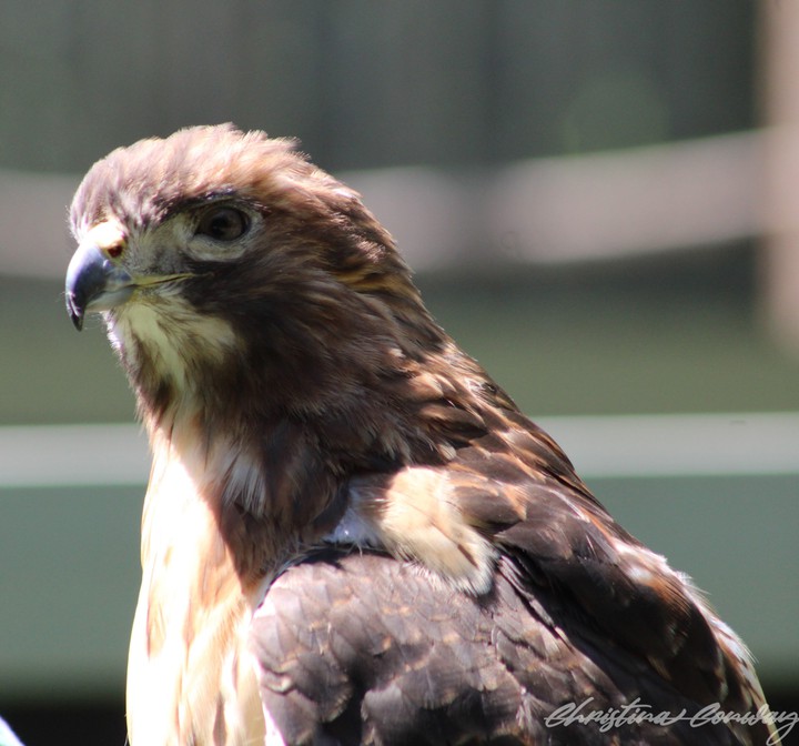 Cooper's Hawk