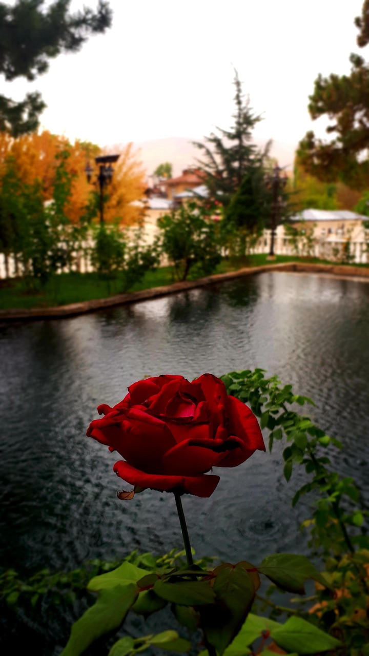 Red Rose
