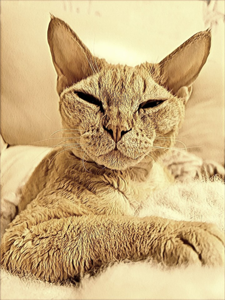 cat