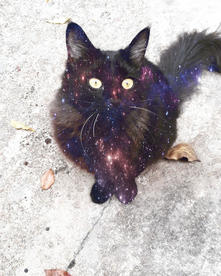 Galaxy Cat