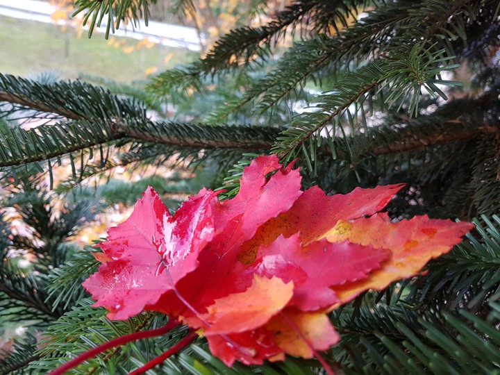 Autumn sheets