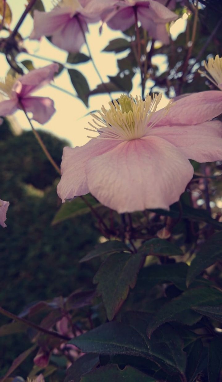 a beautiful day in my sunny garden