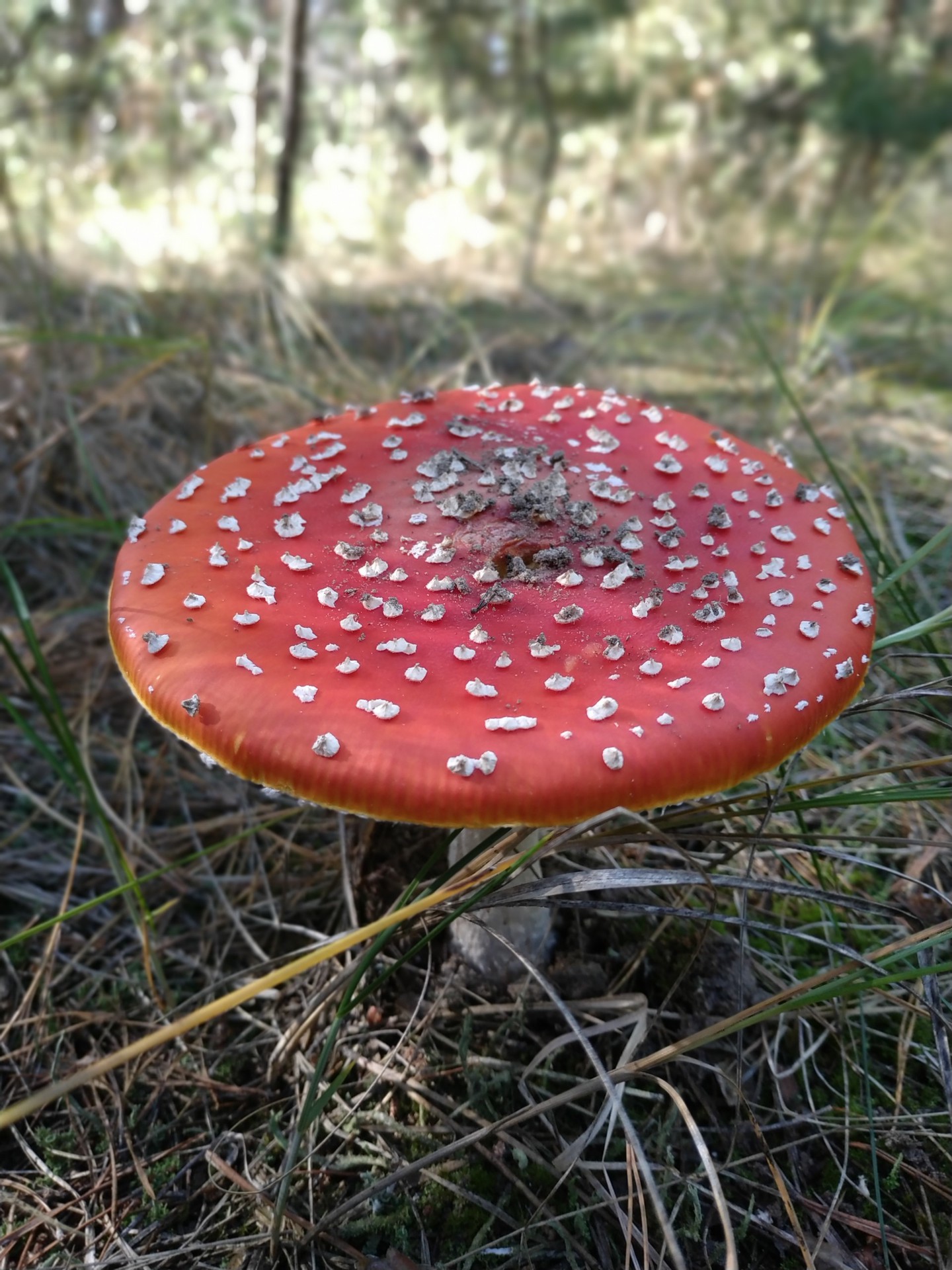 Мухомор