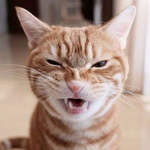 crazy cat