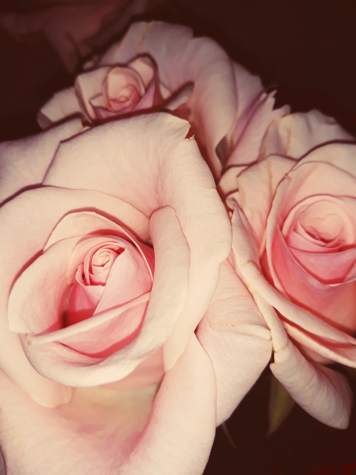 roses