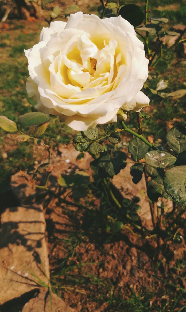 sunkissed white rose