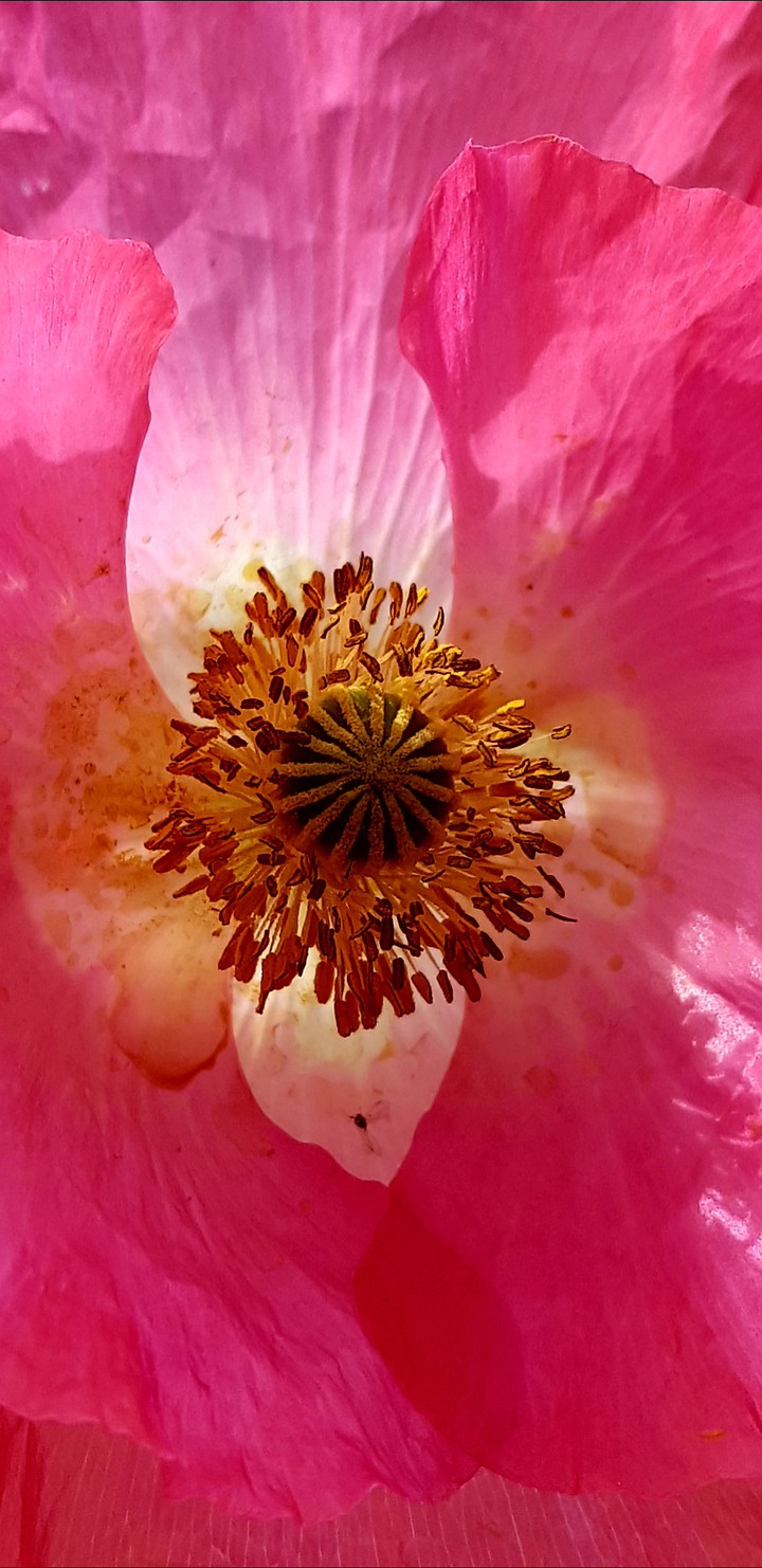 rosa Mohn
