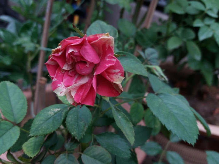 Rose addict