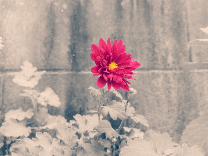 flowra