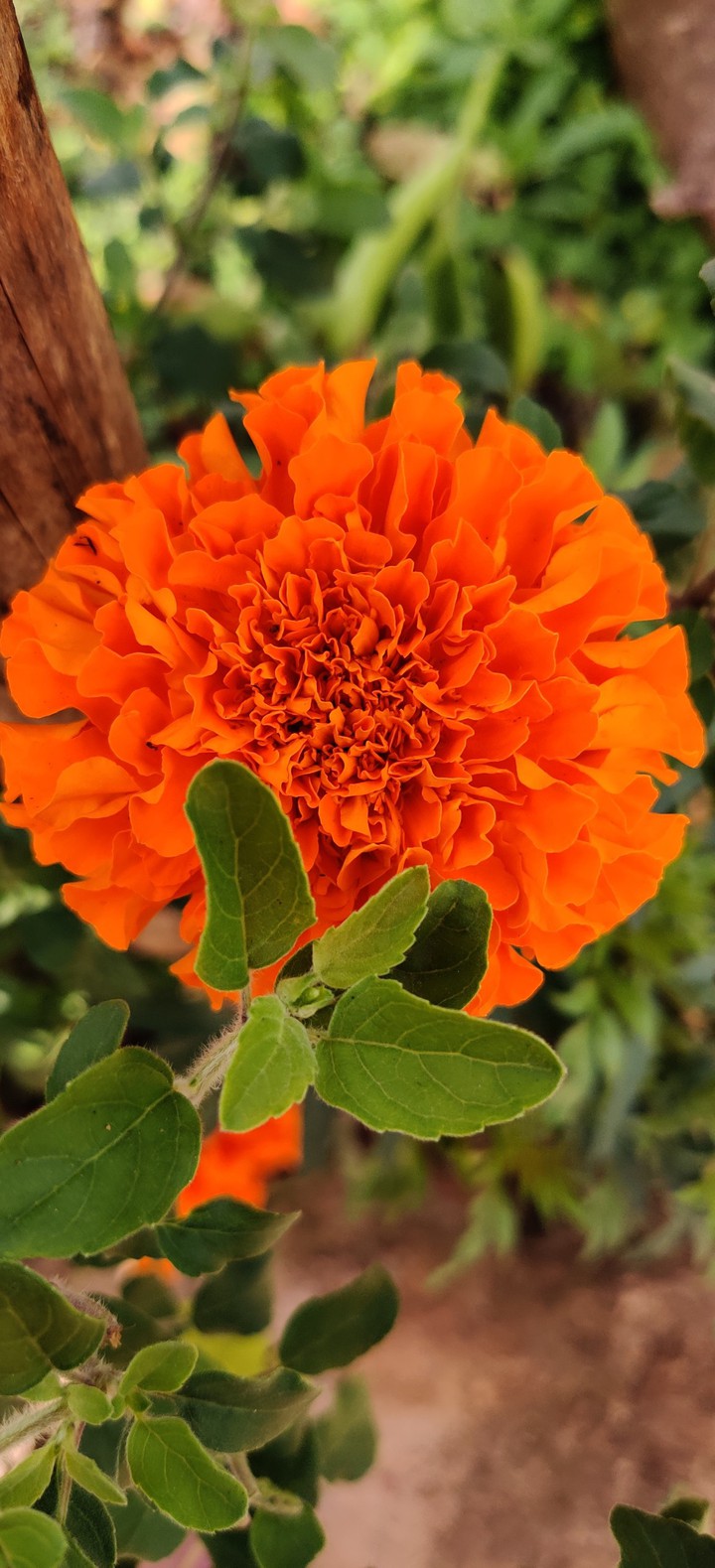 flower