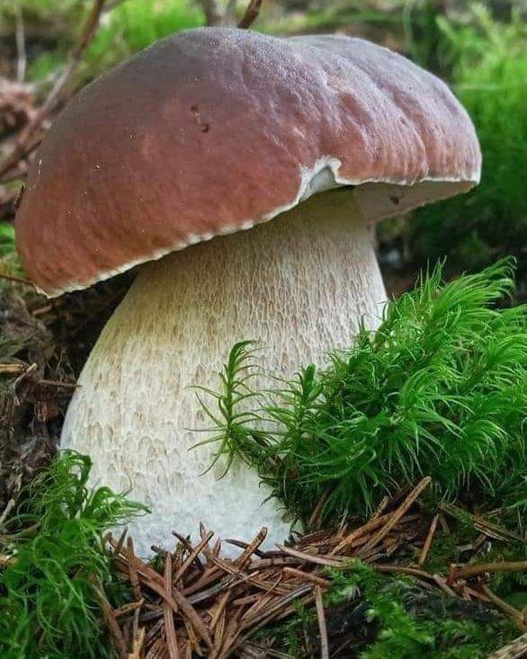 White mushroom :)