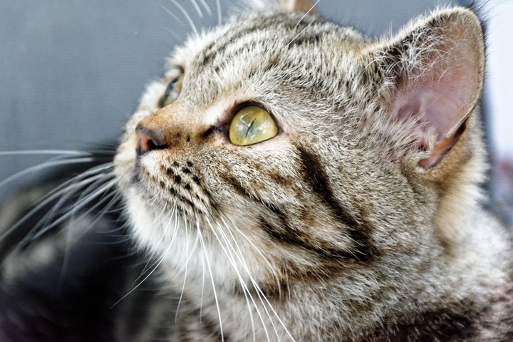 [Video Wallpaper] Itchy Cat