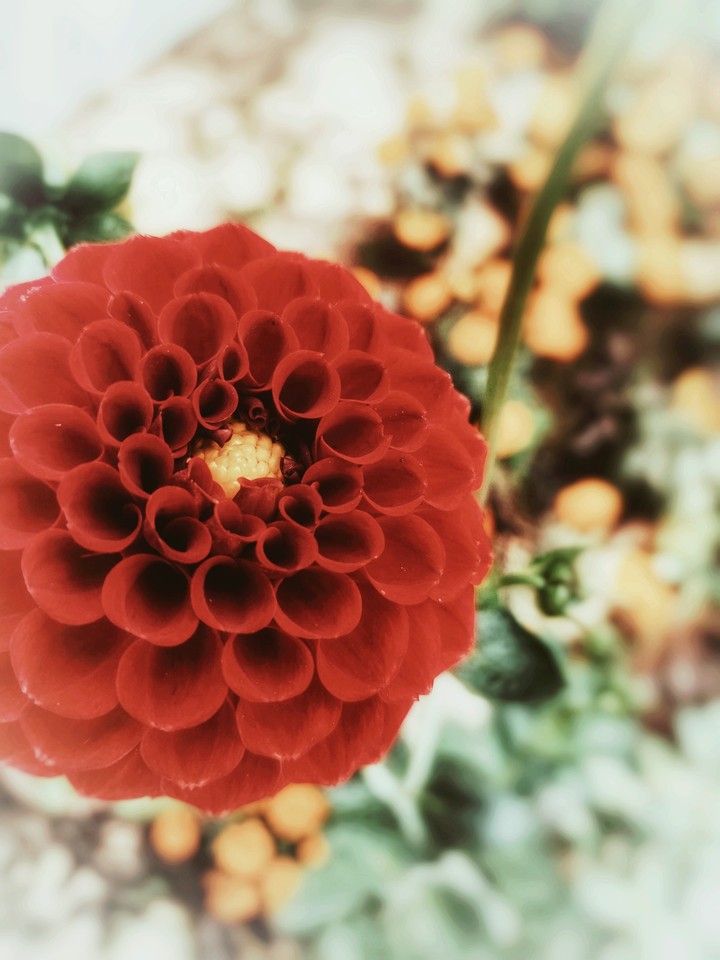 cherish the red