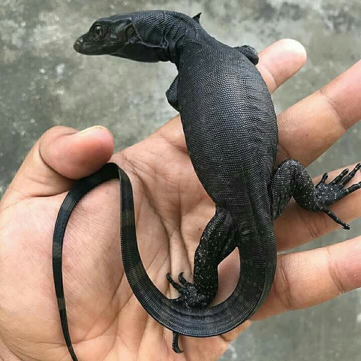 Animals