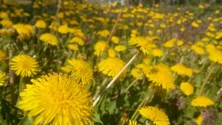 dandelions #4