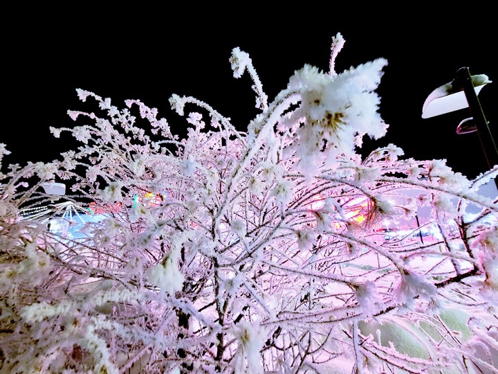 Winter  night