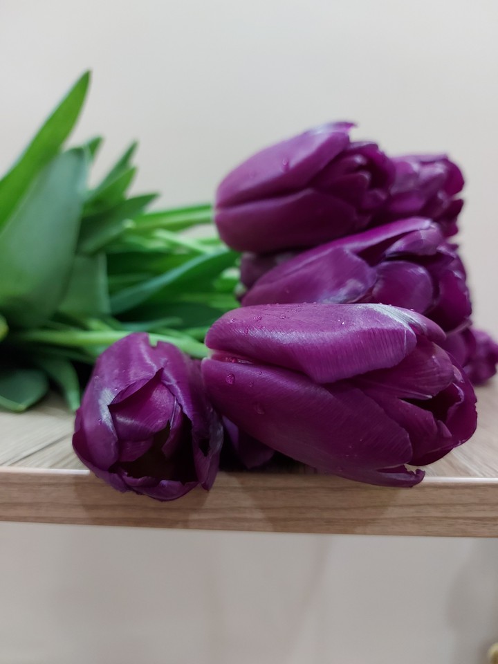 tulip flowers