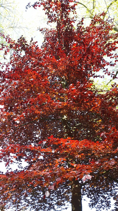 Autumn NWUK