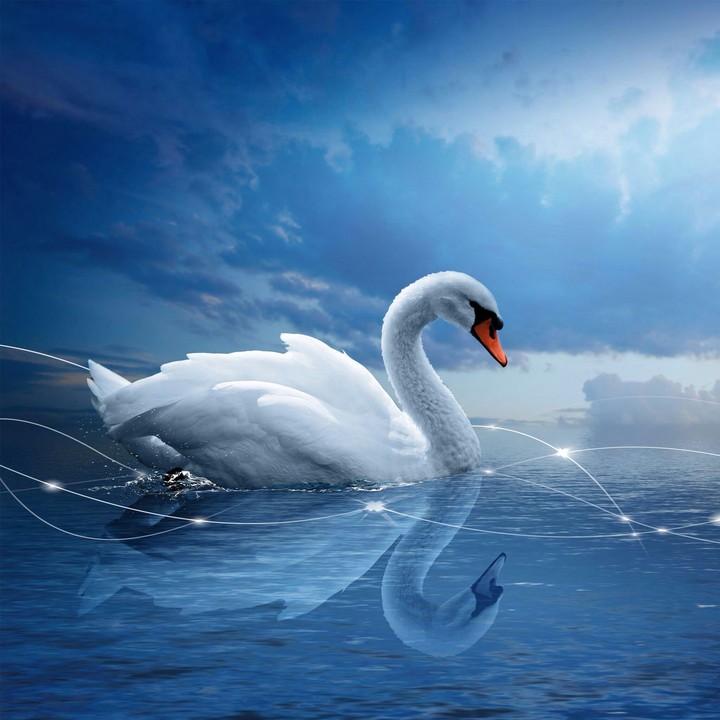 Duck - by Ali Hamza