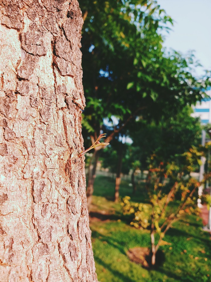 Twig - Neem Tree