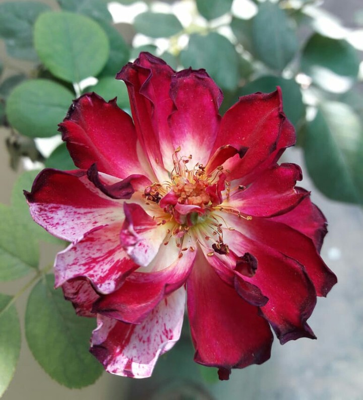 red rose