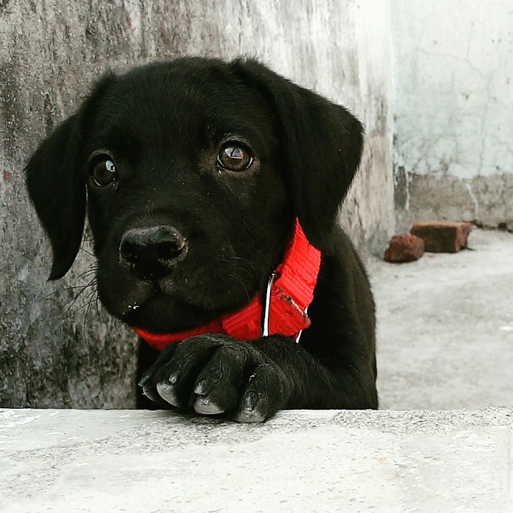 puppy