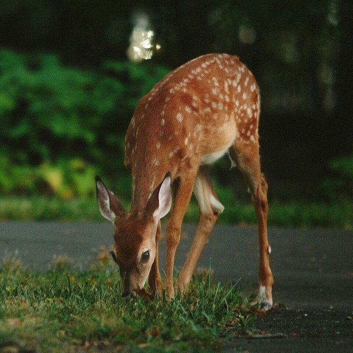 animaux