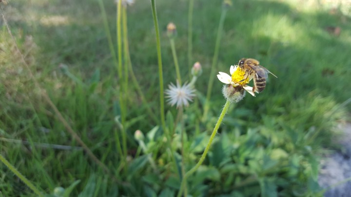 abeja