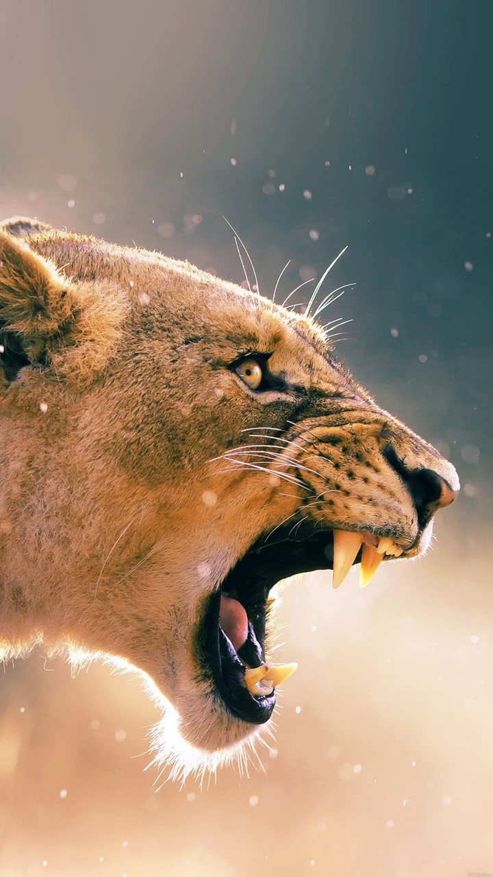 Roaring Lion