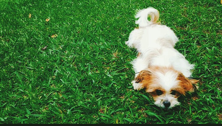 Lily my pet