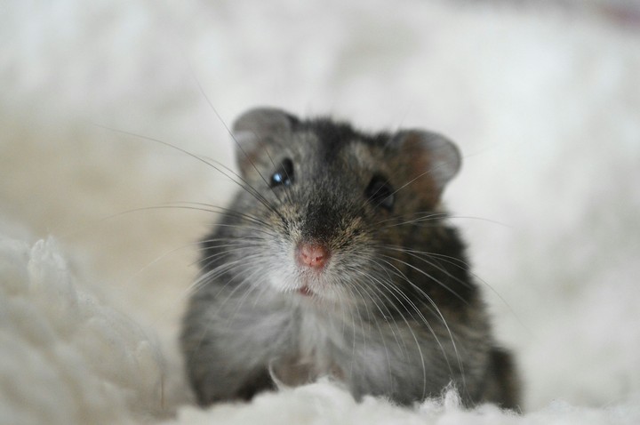 Cute hamster