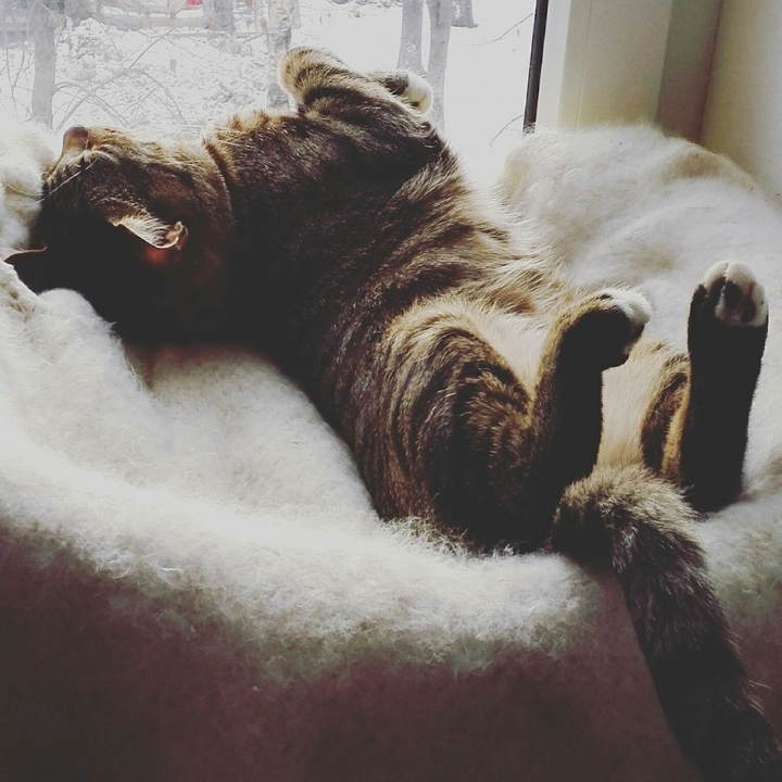 cat