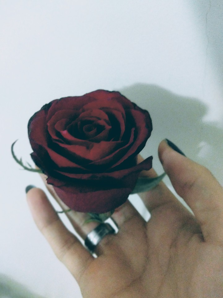 Roses and love