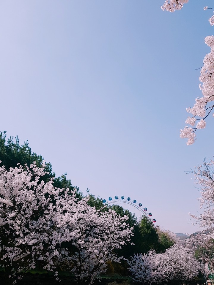 blossom