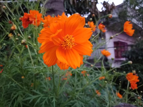 flower, wildflower Hintergrundbilder