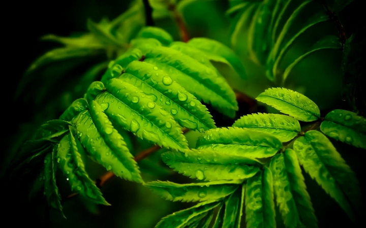green