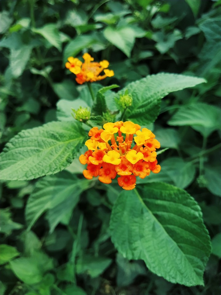orange flower hd wallpaper
