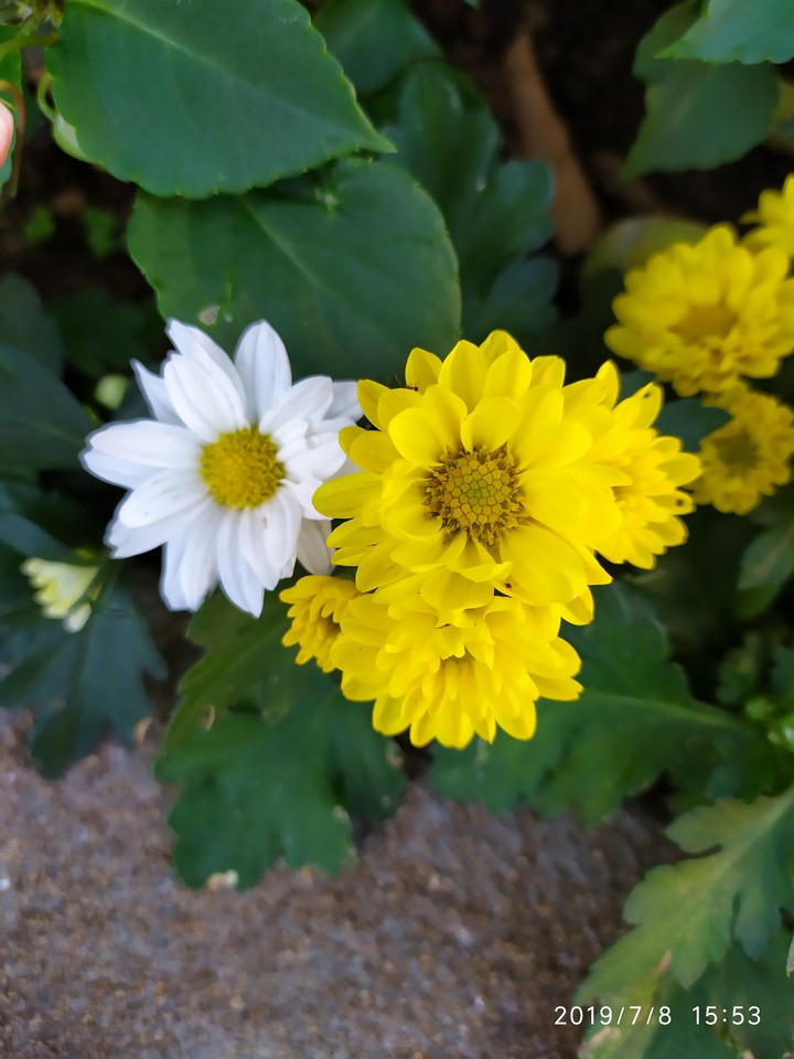 Flores da Mariola