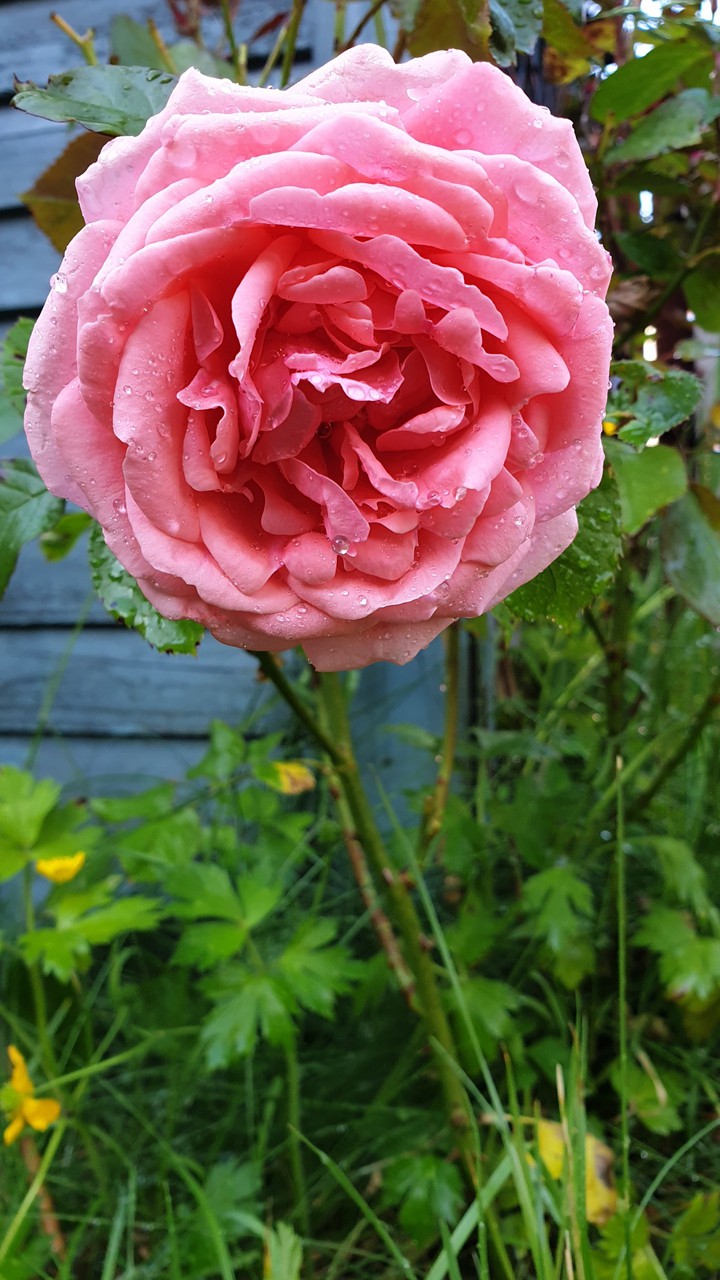 Rose in the garden