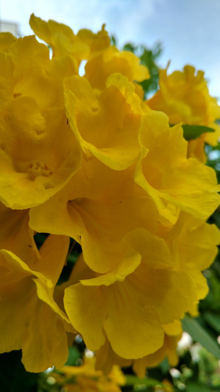 Nature Yellow