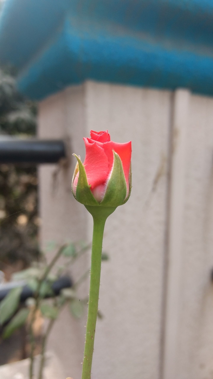 rose