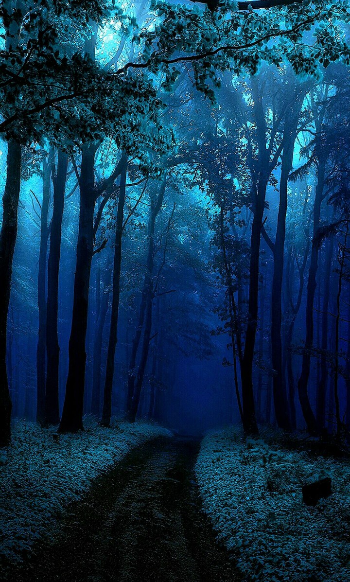 Dark Forest