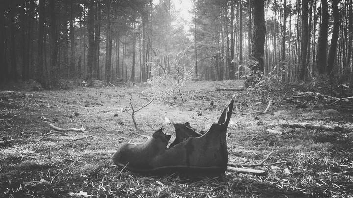 somewhere in the forest