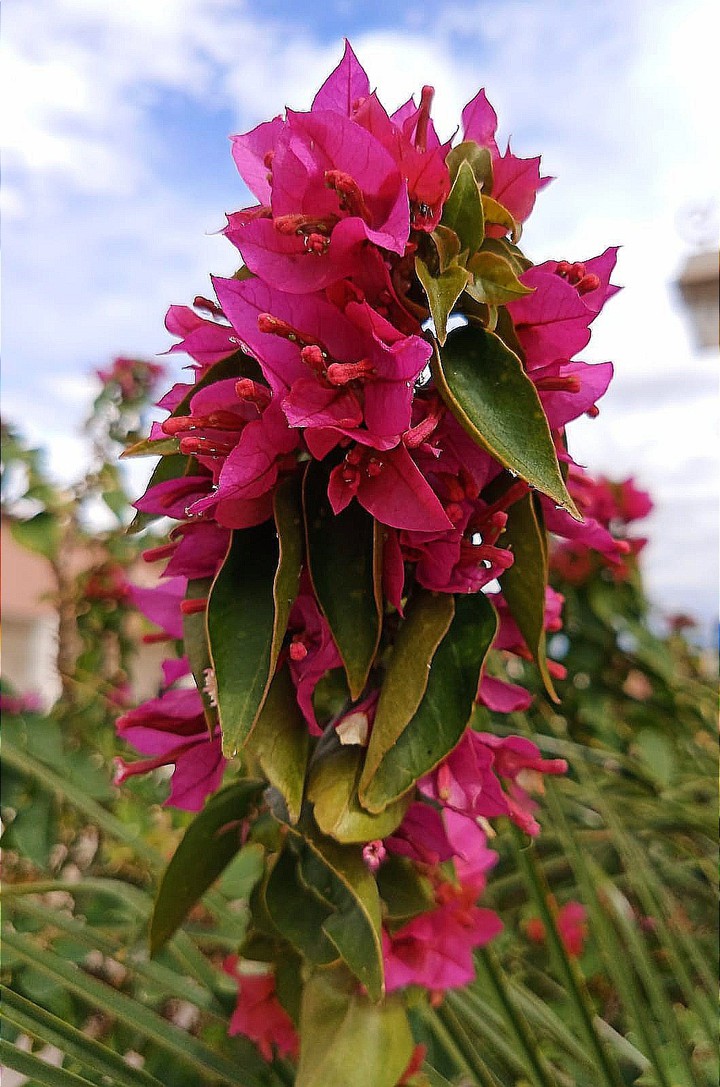 a flower