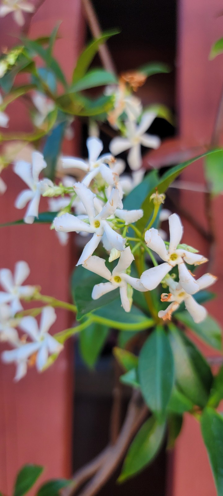 Jasmine Flowers