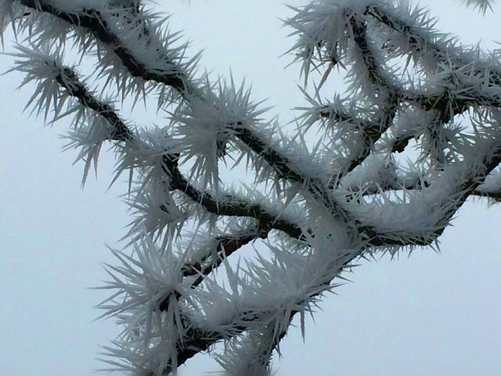 Eiskristalle am Baum