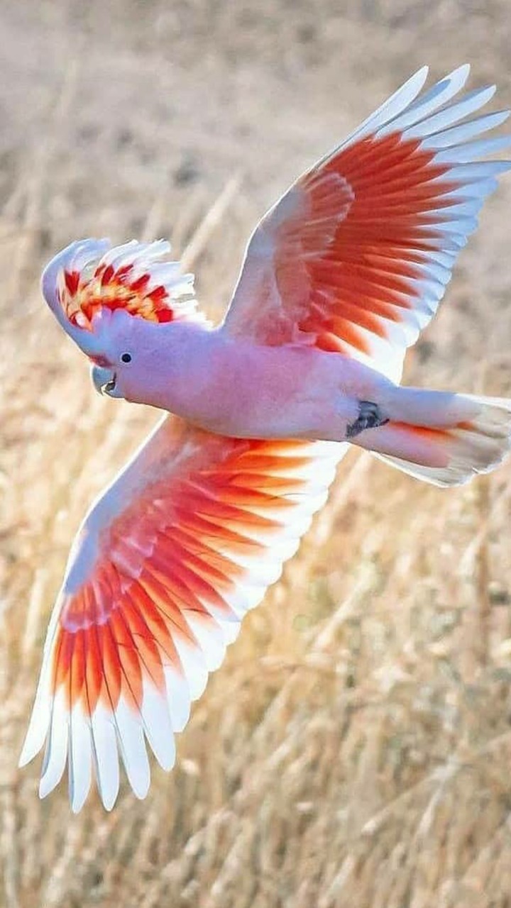 parrot.. view