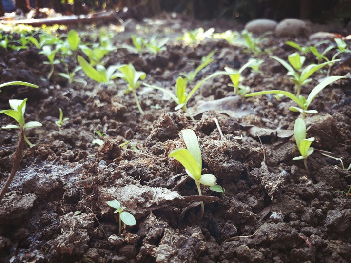 plants