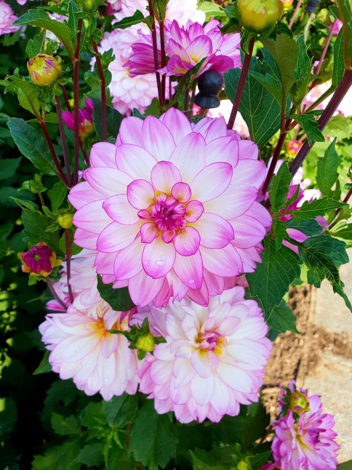 Flowers